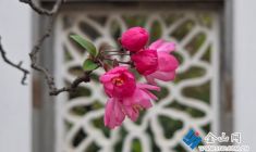 北固山下海棠紅