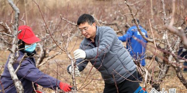 果農(nóng)冬季修枝忙