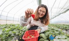 丹徒黃序村草莓搶“鮮”上市