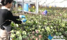 蝴蝶蘭田間管理待花開(kāi)