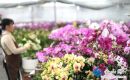 蝴蝶蘭新年綻放 供應“兩節(jié)”市場