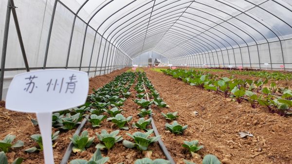 曲陽(yáng)科技農(nóng)場(chǎng)大棚內(nèi)。盛林娟 攝