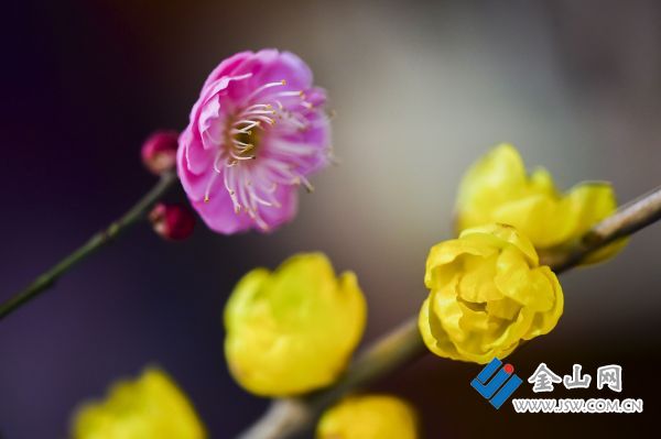 downLoad-20260114021352