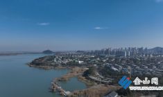 冬日金蘆葦 扮靚金山湖