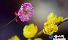 蠟梅春梅同綻放