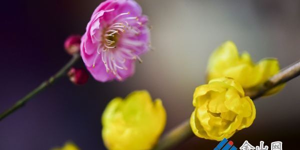 蠟梅春梅同綻放