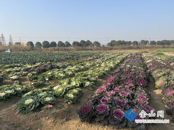 downLoad-20260115072019