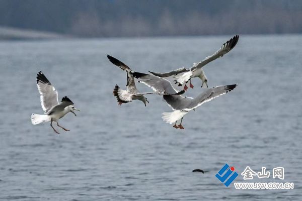 downLoad-20260121043125