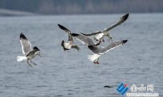 鷗鳥凌空奪食上演“春潮盛會”