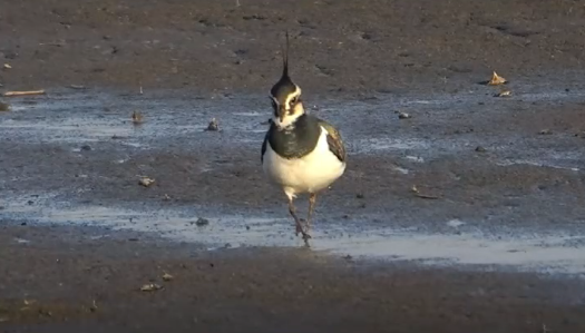 downLoad-20260203070235