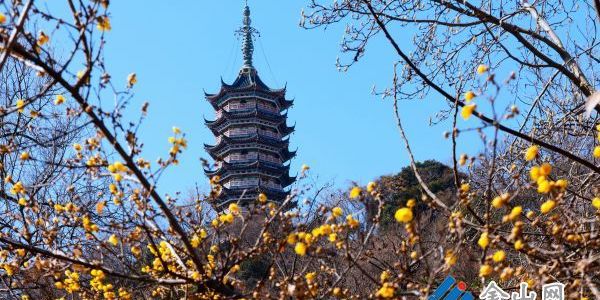 焦山臘梅迎寒盛放