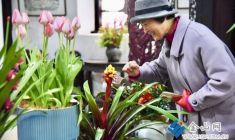 北固山“翼馬銜春”百花展開(kāi)幕