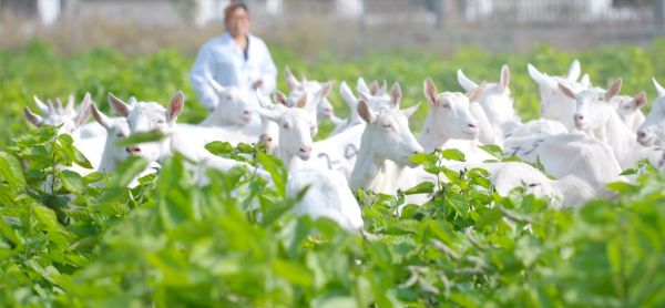 6d80af626c8d4464943dadcd19e249bc