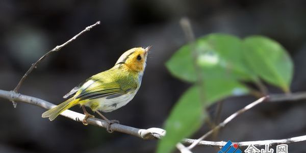 鹟鶯現(xiàn)身濱水路 生態(tài)向好添生機(jī)
