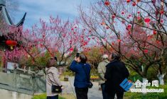 梅花盛放醉游人