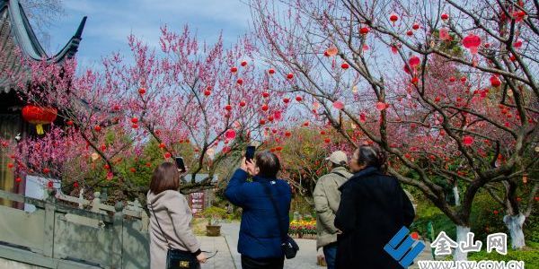 梅花盛放醉游人