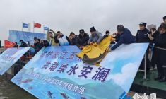 數千尾魚苗“安家”母親河