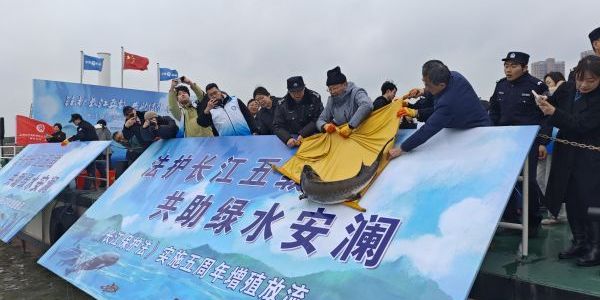 數(shù)千尾魚苗“安家”母親河