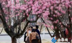 千株梅花盛放 共赴春日之約