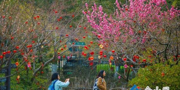 踏青賞花正當時