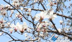 玉蘭報(bào)春 古街添香