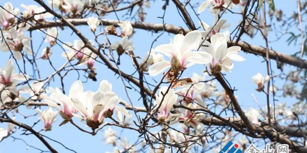 玉蘭報春 古街添香