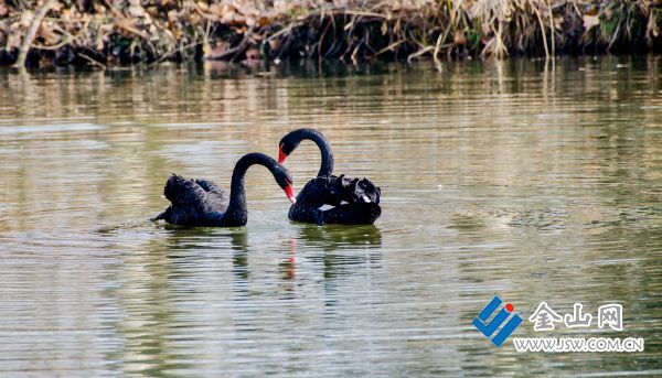 黑天鵝&ldquo;安家&rdquo;焦山景區(qū)。 孫光友 管奇璠 攝影報(bào)道