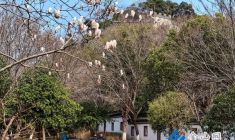 北固山春花爭艷醉游人