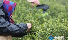 早春煙雨潤茶芽 烏牛早茶搶“鮮”上市