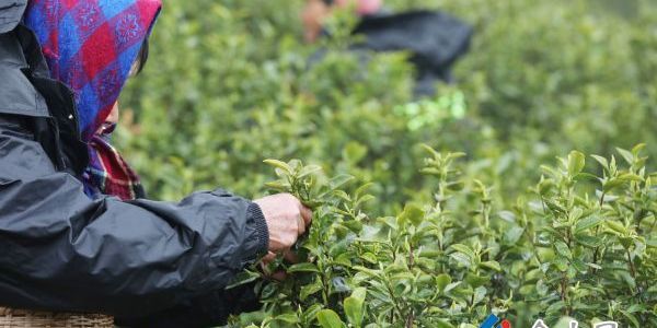 早春煙雨潤茶芽 烏牛早茶搶“鮮”上市