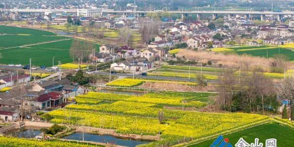 油菜花次第綻放