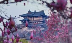 玉蘭盛放映古樓 春日勝景引客來(lái)