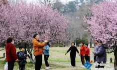 梅櫻次第開 美景迎客來(lái)