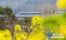 高鐵列車穿行鎮(zhèn)江春日山野