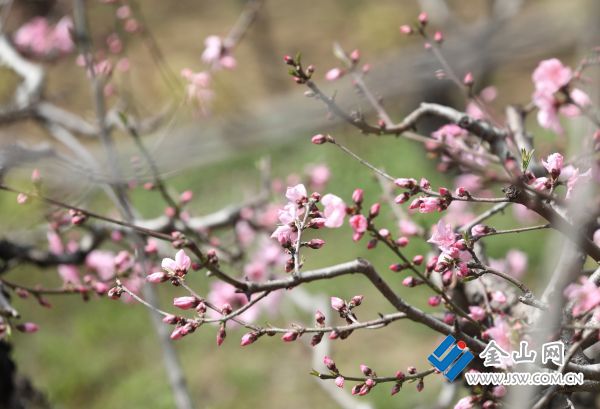 3月23日，鎮(zhèn)江高新區(qū)蔣喬街道嶂山村的百畝桃林漸次綻放，即將迎來盛花期。作為鎮(zhèn)江市首批最美鄉(xiāng)村、省級(jí)新農(nóng)村建設(shè)示范村，嶂山村以花為媒，誠邀八方游客共赴春日之約。 文雯 攝