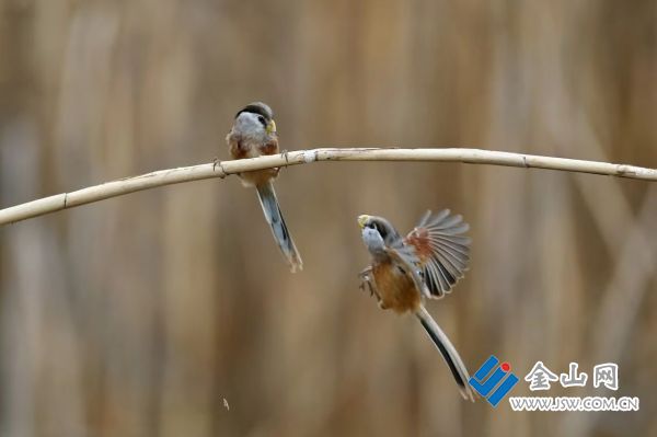 downLoad-20260324075959