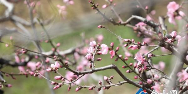 嶂山村將迎來一年一度“桃花之約”