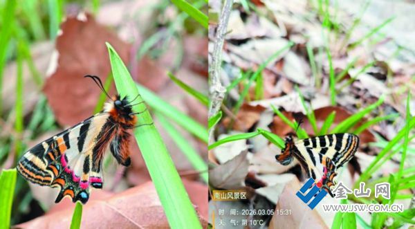 中華虎鳳蝶 鎮(zhèn)江環(huán)境監(jiān)測中心供圖