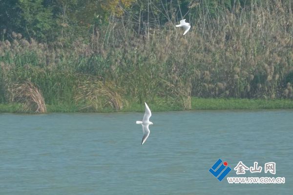 4b397ac8f54a4a7ea5ac3c9024cbec84