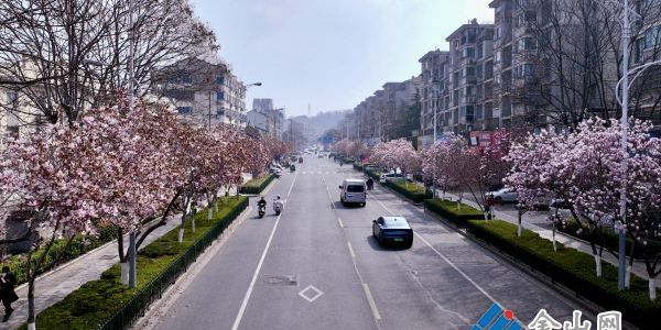 玉蘭映街巷 春意滿京口