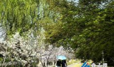 鎮(zhèn)江焦山春色醉游人