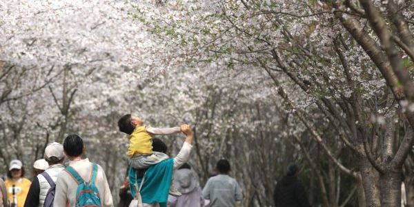 九華山路櫻花樹 閑繞花行便當游