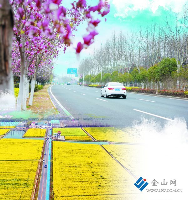 揚(yáng)中濱江大道玉蘭花