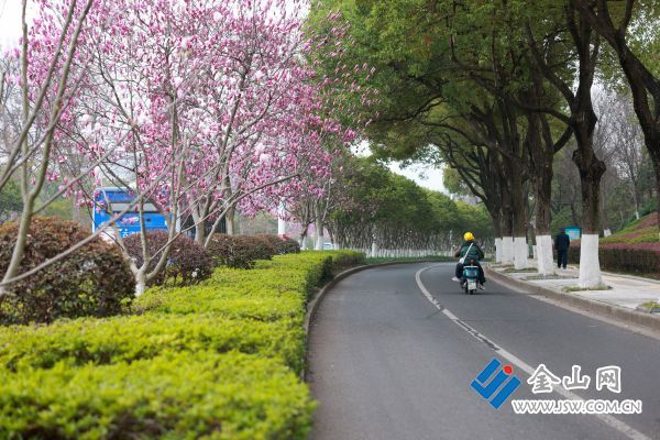 南徐大道玉蘭花