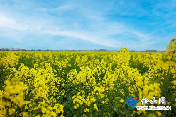世業(yè)洲油菜花