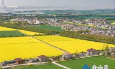 油菜花海鋪展 鄉(xiāng)村振興新圖景