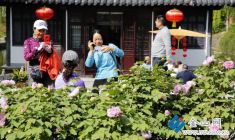 百年牡丹盛放引客來