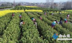 茶樹吐綠千層翠 巧手翻飛采茶忙