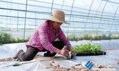 搶抓農(nóng)時(shí)育新苗 特色產(chǎn)業(yè)促振興