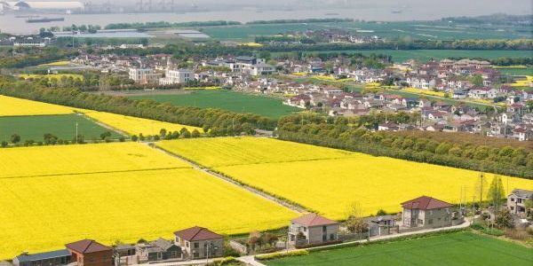 油菜花海鋪展 鄉(xiāng)村振興新圖景